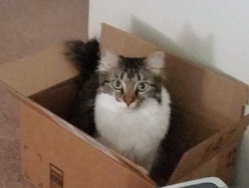 Cat in a box